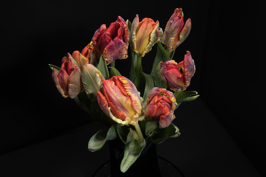 Tulips_3 by Jay Anne Boza Tulips_3 by Jay Anne Boza