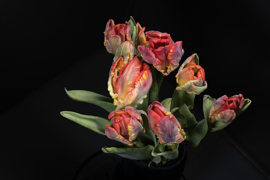 Tulips_6 by Jay Anne Boza Tulips_6 by Jay Anne Boza