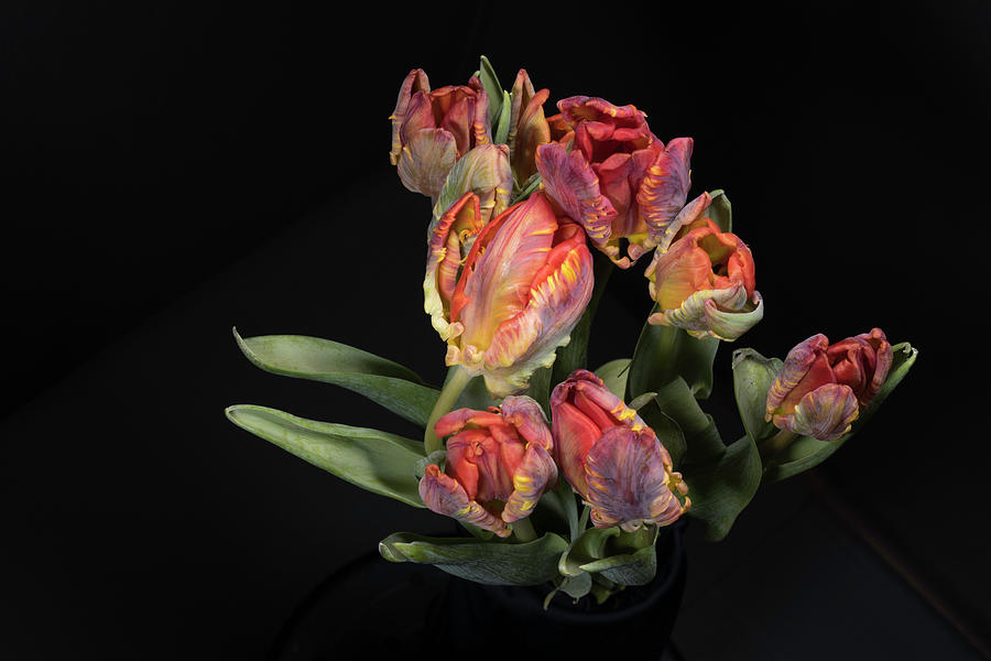 Tulips_8 by Jay Anne Boza Tulips_8 by Jay Anne Boza