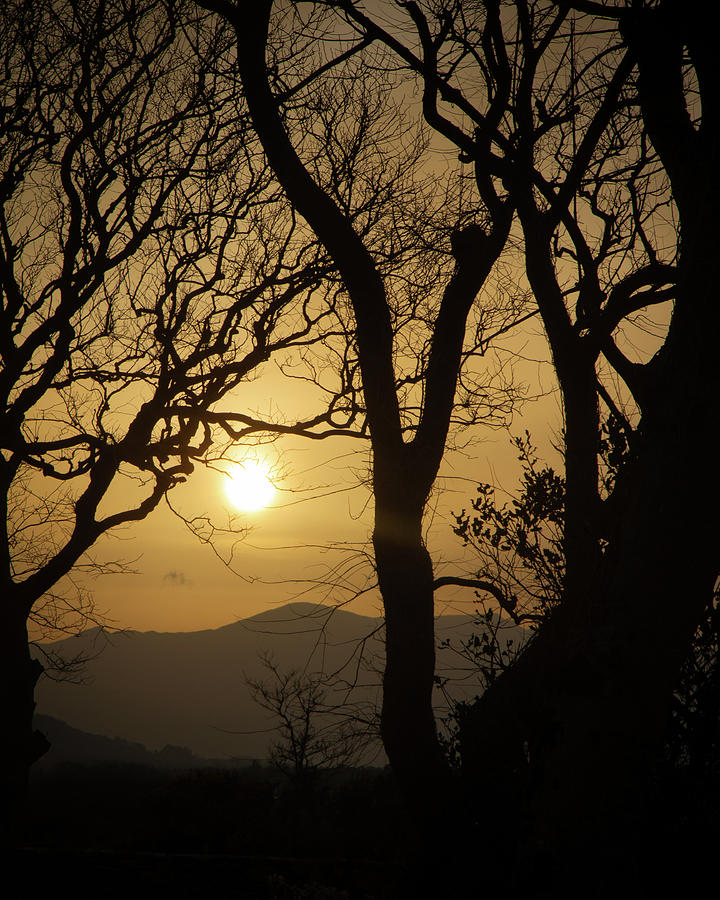 Tullaree Tree Sunset II Photograph by Mark Callanan