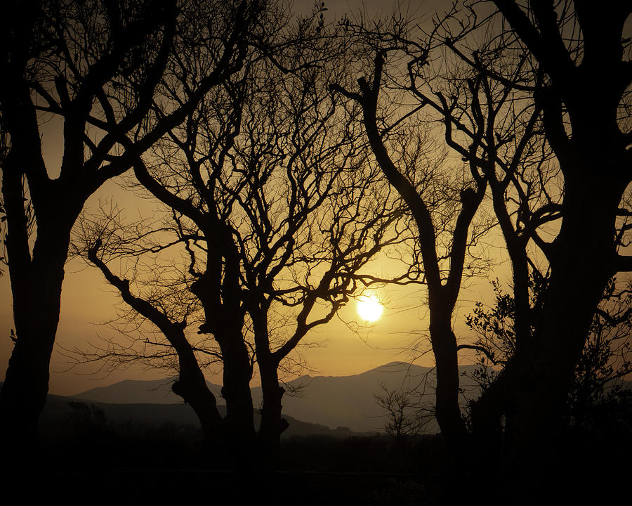 Tullaree Tree Sunset Photograph by Mark Callanan