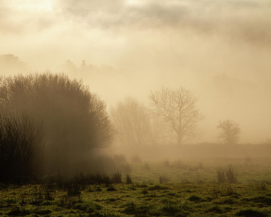 Tulligs Golden Mists Photograph by Mark Callanan