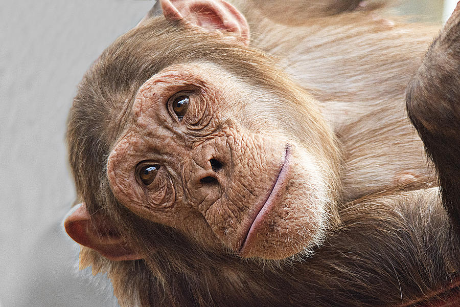 Tumba the Chimp Photograph by Gareth Parkes