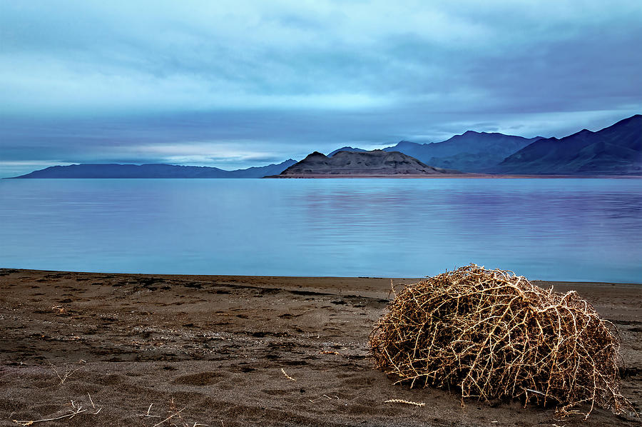 Tumble Weed Photograph by Maria Coulson