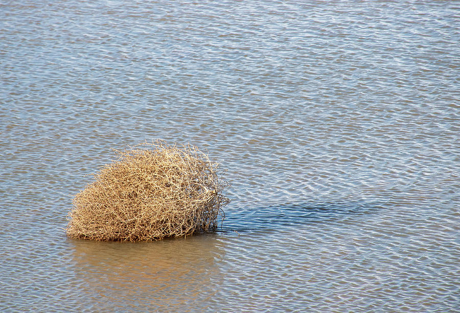 Tumbleweed In The Water Photograph