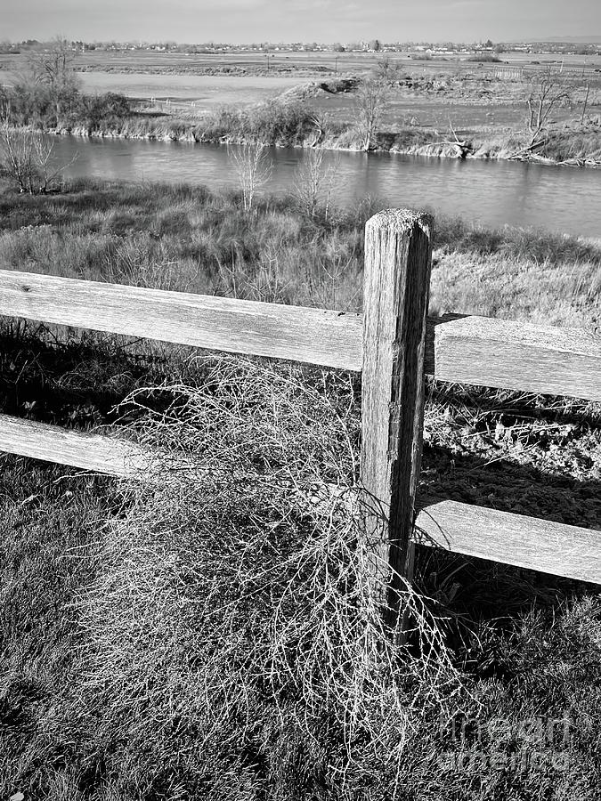 Tumbleweed on Fence in Black and White Photograph by Carol Groenen
