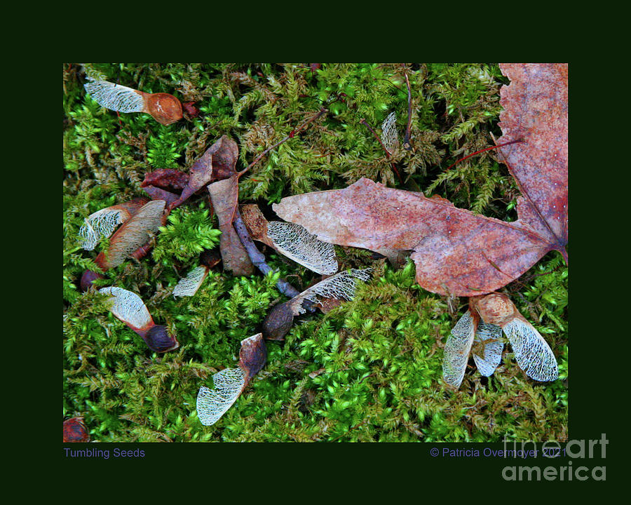 Nature Photograph - Tumbling Seeds by Patricia Overmoyer