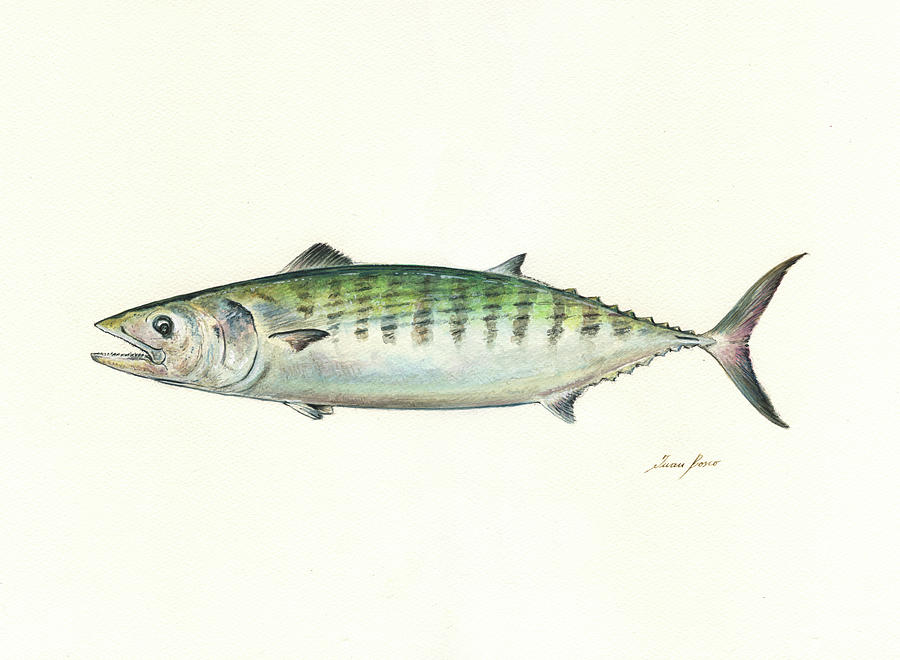 Tuna - Atlantic Bonito fish Painting by Juan Bosco - Pixels