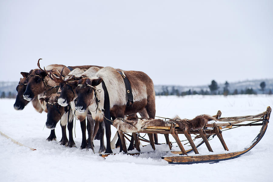 Tundra reindeer resting near sled Photograph by CliqueImages