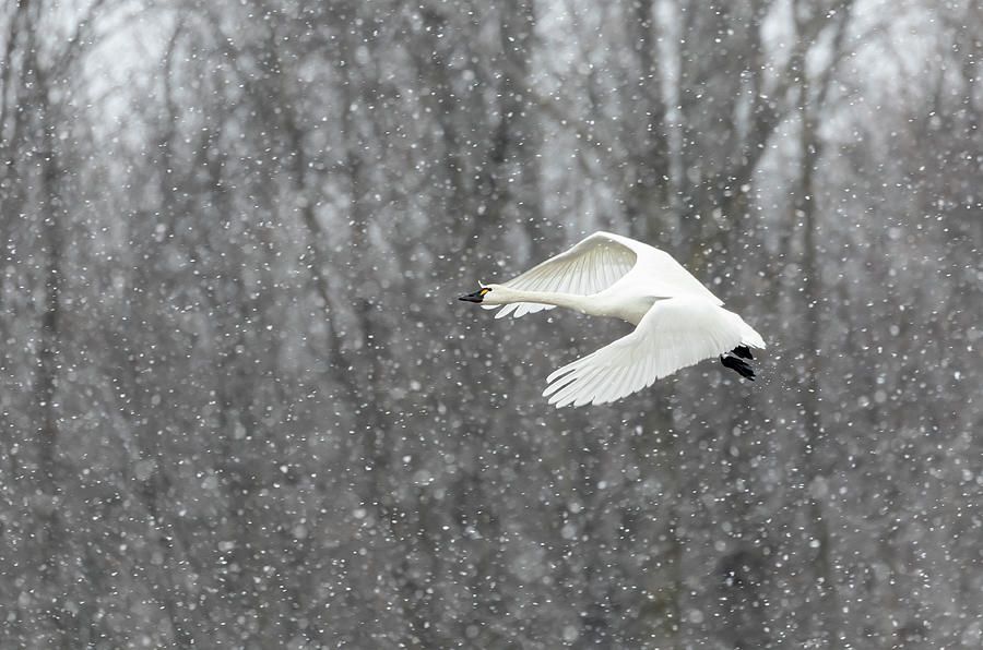 Tundra Swan 2020-1 Photograph by Thomas Young