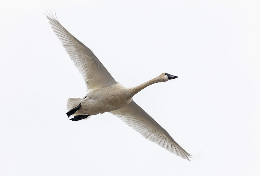 Tundra Swan 2020-2 Photograph by Thomas Young