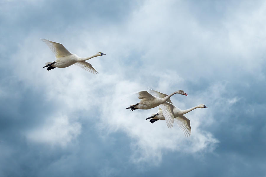 Tundra Swan Family Flight Photograph by Patti Deters