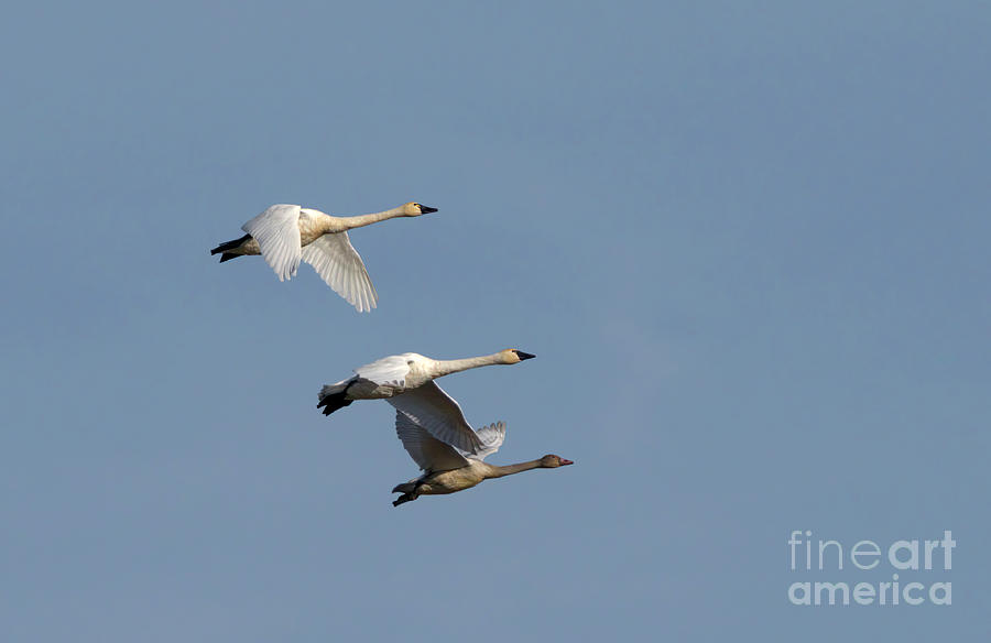 Tundra Swan Family in Flight Photograph by Charline Xia