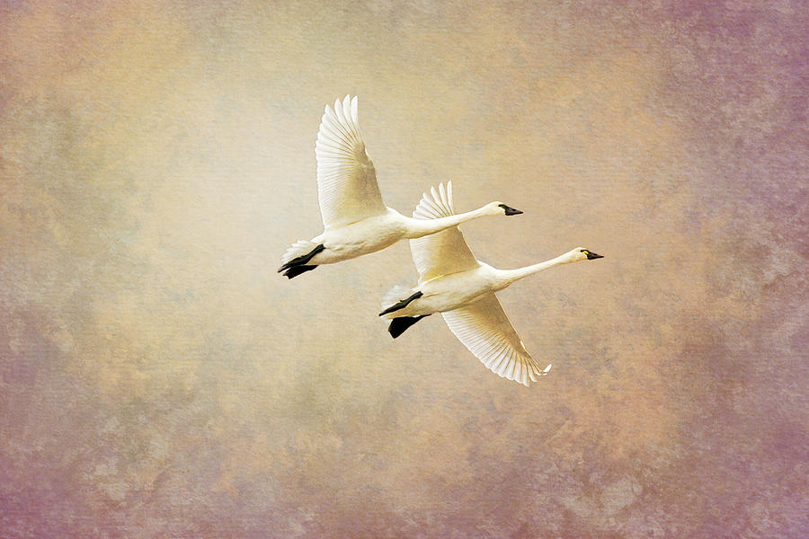 Tundra Swan Flight with Texture Photograph by Patti Deters