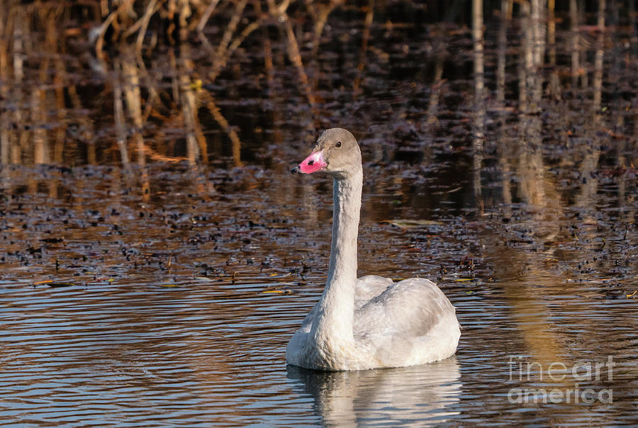 Young Tundra Swan The Ugly Duckling   Photograph by Charline Xia
