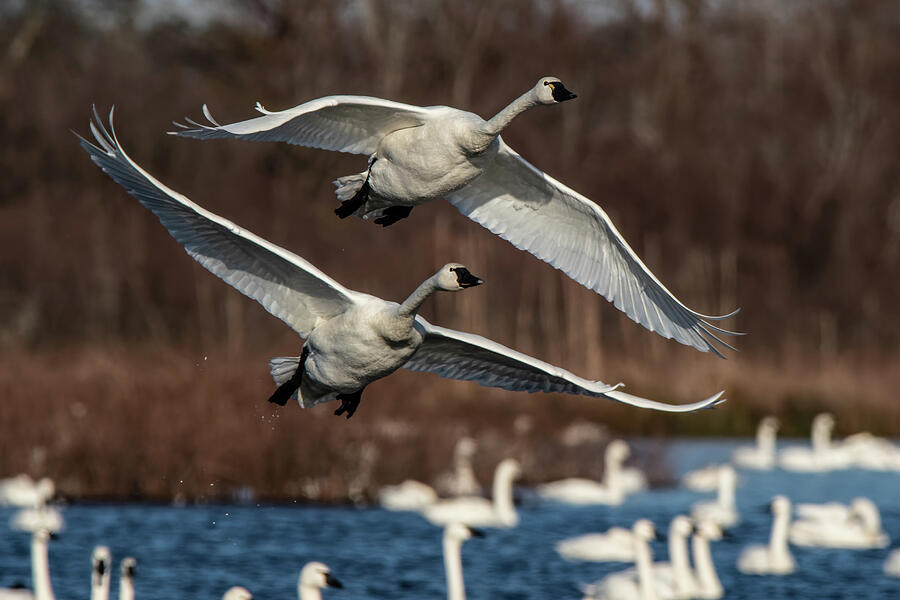 Tundra Swan Pair 2 Photograph By William Ryan - Fine Art America