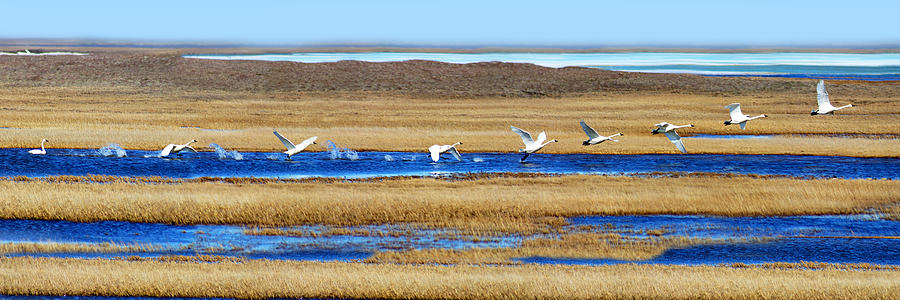 Tundra Swan Take Off Photograph by Anthony Jones