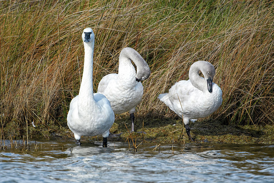 Tundra Swan Trio Photograph