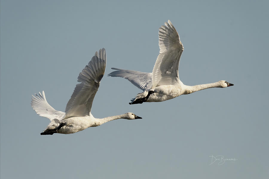 Tundra Swans #7148 Photograph
