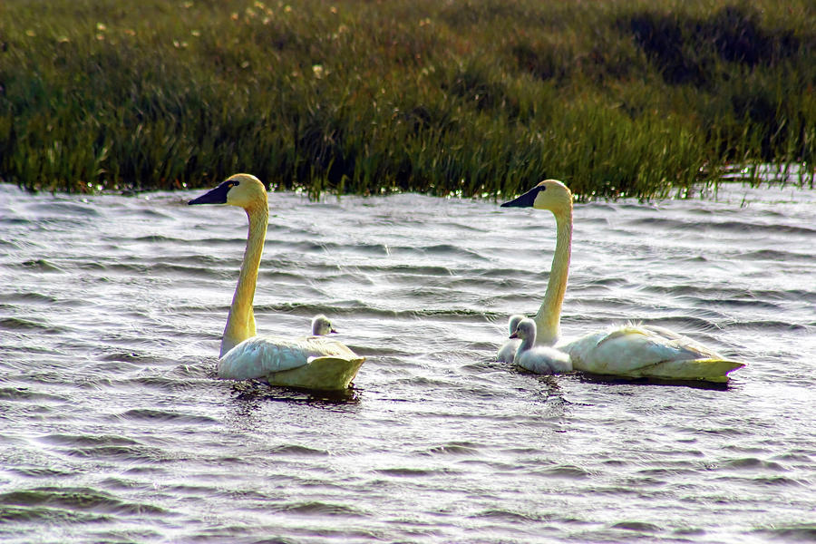 Tundra Swans and Cygnets Photograph by Anthony Jones