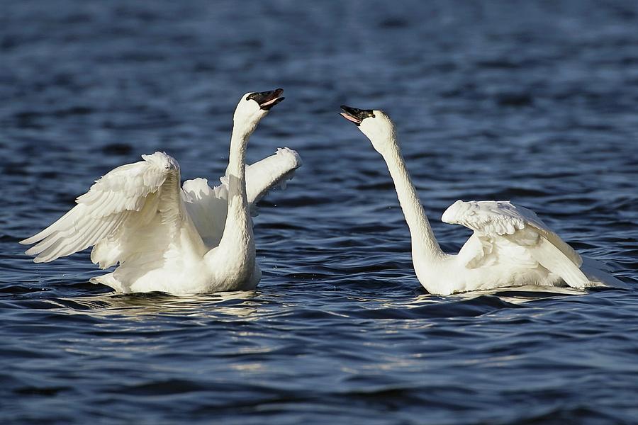 Tundra Swans Courting Photograph by Lori A Cash - Pixels