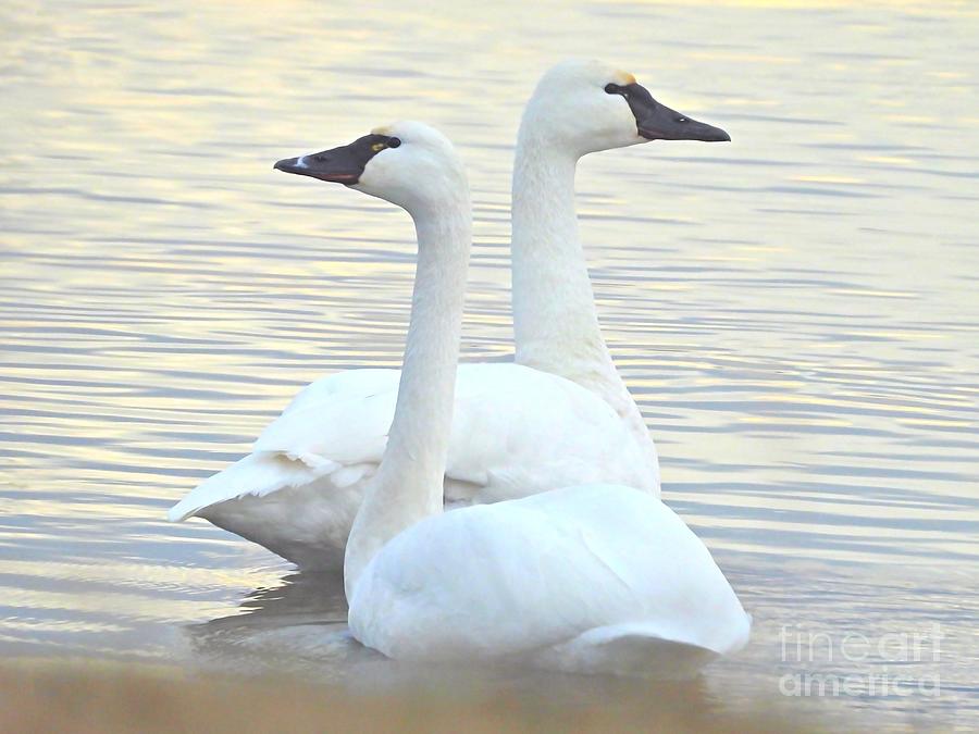 Tundra Swans February 8, 2024 Photograph by Sheila Lee