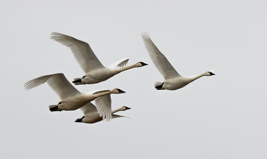 Tundra Swans in Flight Photograph by Loree Johnson
