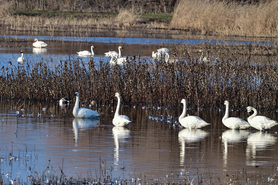 Tundra Swans in San Luis NWR Wet Land Photograph by Amazing Action Photo Video