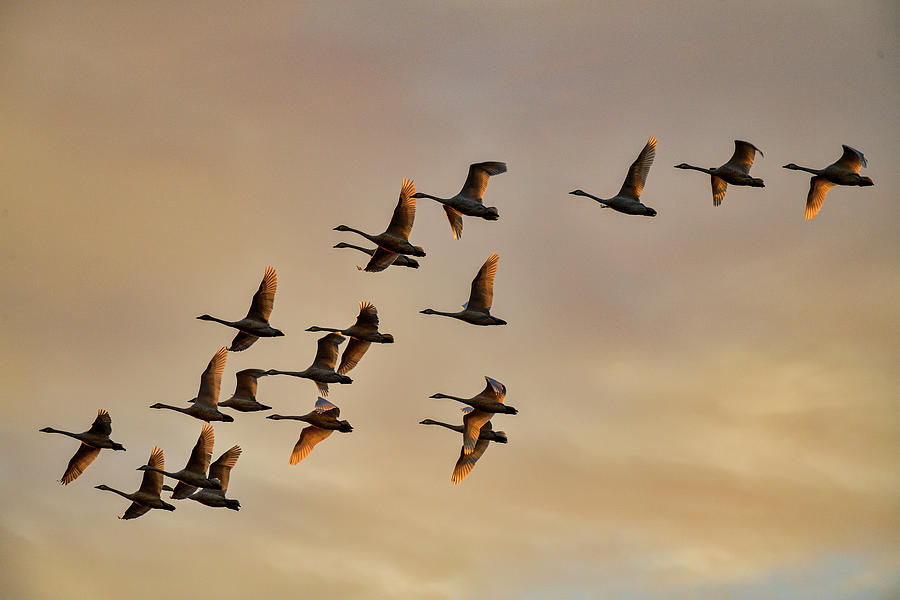 Tundra Swans in the evening sky - San Luis NWR Photograph by Amazing Action Photo Video