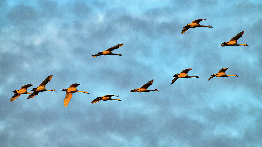 Tundra Swans in the Sky - San Luis NWR Photograph by Amazing Action Photo Video