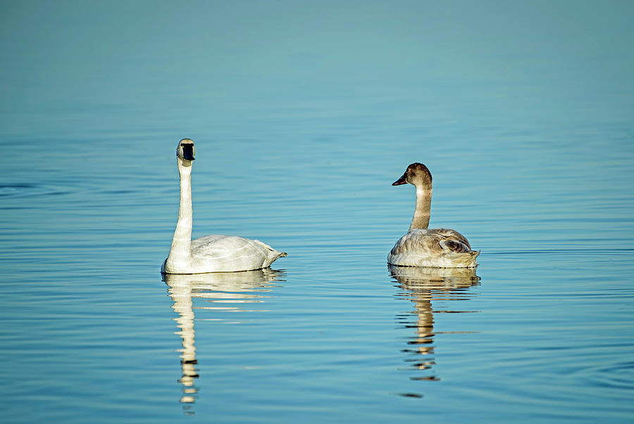 Tundra Swans Photograph by Jamie Pattison