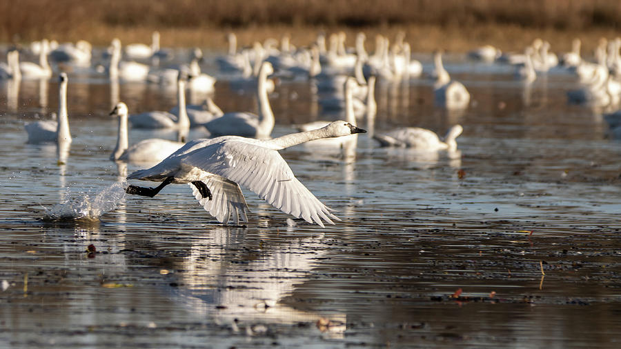 Tundra swans take off Photograph by Bob Koch - Fine Art America