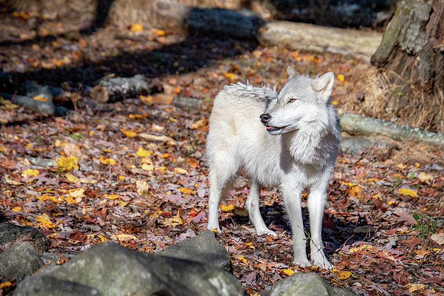 Tundra Wolf Smile Photograph by Rose Guinther