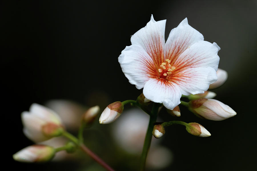 Tung Oil Flower Flower II Photograph by Jim Miller
