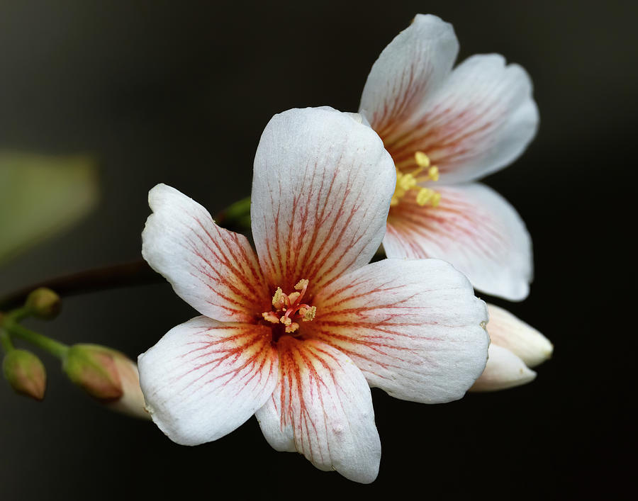 Tung Oil Flower Photograph by Jim Miller