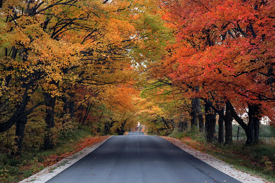 Tunnel of Fall Colors Photograph by David T Wilkinson