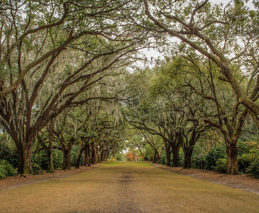 Alley of Oaks Photograph by Cindy Robinson