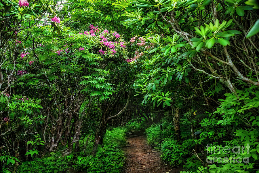 Tunnel of Rhododendrons Photograph by Shelia Hunt