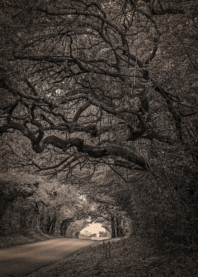 Tunnel of Tangled Trees Photograph by Mike Schaffner