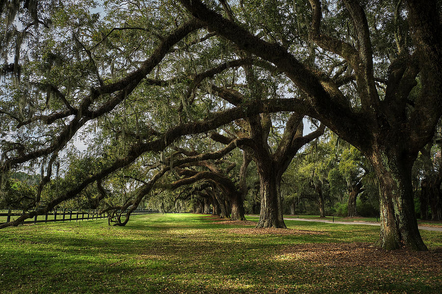 Tunnel of Trees in Charleston Photograph by Jon Glaser