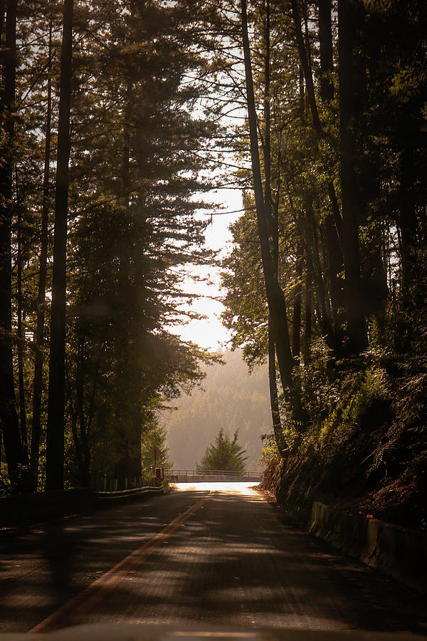 Tunnel Of Trees Photograph By Nicholas Venegas - Fine Art America