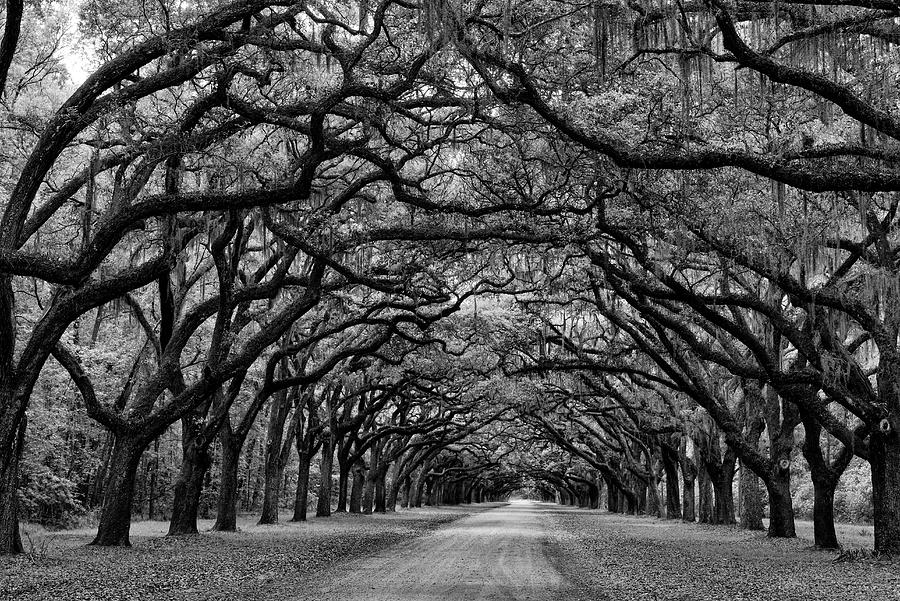 Tunnel Trees at Wormsloe II Photograph by Jon Glaser