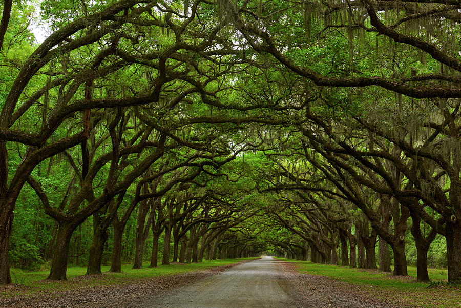 Tunnel Trees at Wormsloe Photograph by Jon Glaser Tunnel Trees at Wormsloe Photograph by Jon Glaser