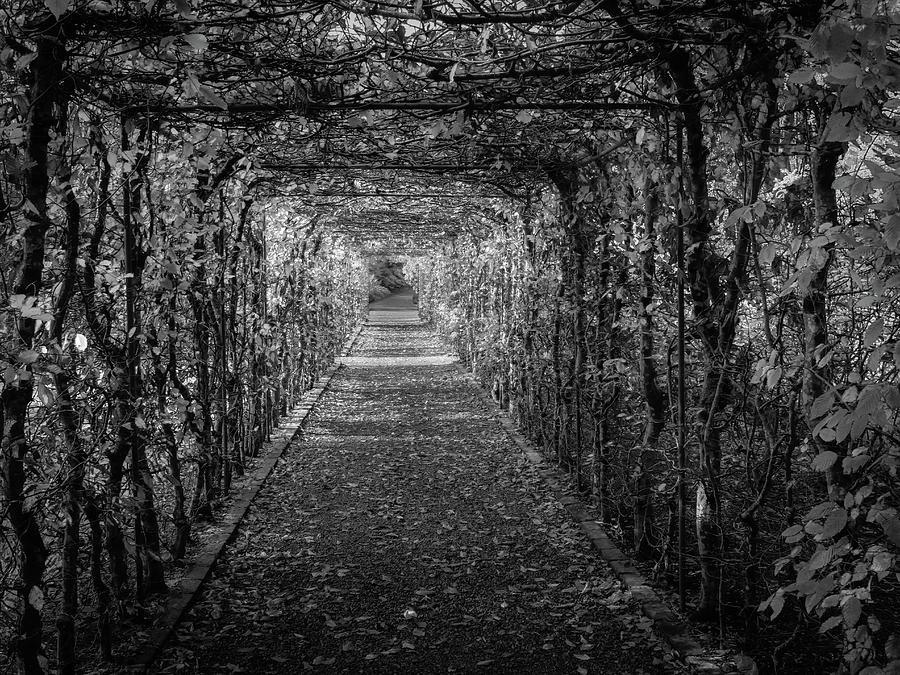 Tunneling Vines Black and White Photograph by Vicky Edgerly