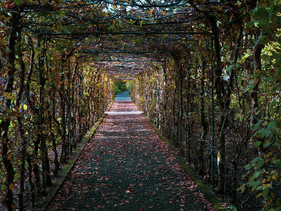 Tunneling Vines Photograph by Vicky Edgerly