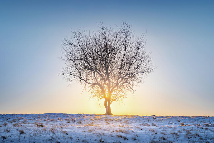 Tupelo Mississippi Snow Day Tree At Sunrise Photograph by Jordan Hill