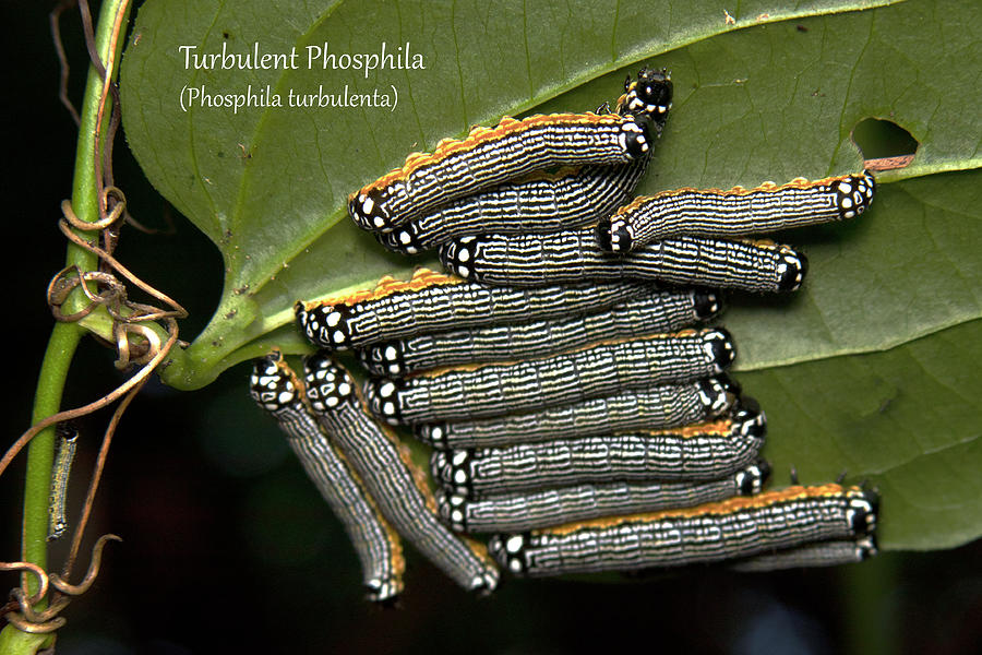 Turbulent Phosphila Moth Caterpillars Photograph by Mark Berman