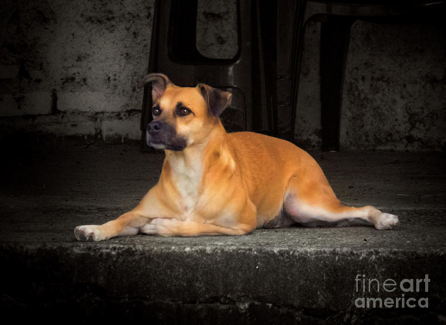 Watch Still Life Photograph - Turi, My Faithful Watchdog by Al Bourassa