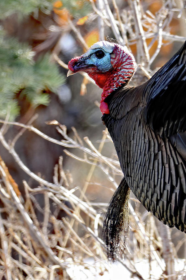 Turkey At Wasatch Mountain Photograph by Jennifer Robin