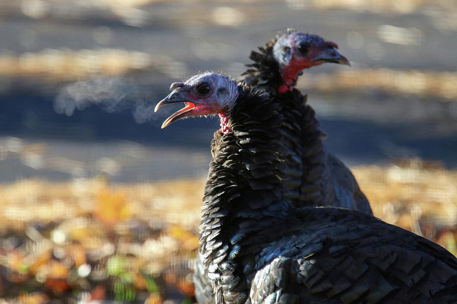 Turkey Breath Photograph by Brook Burling